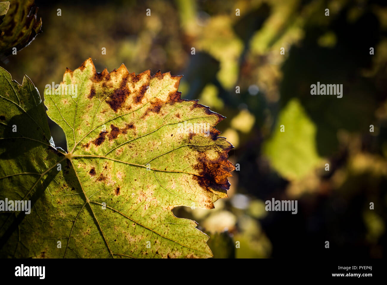 Feuilles de vigne à l'automne avant de tomber. Banque D'Images