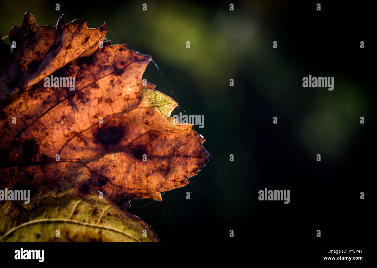 Feuilles de vigne à l'automne avant de tomber. Banque D'Images