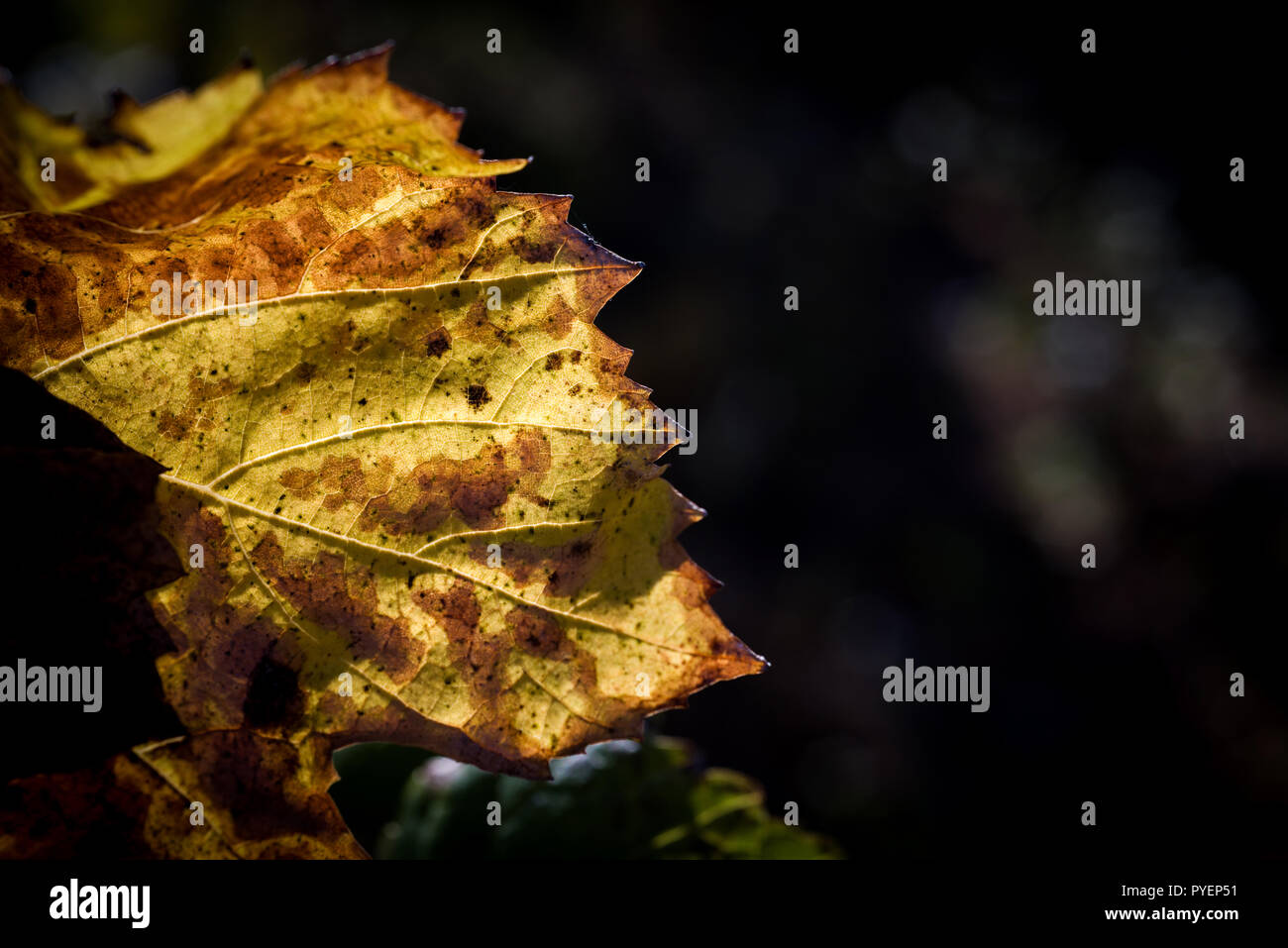 Feuilles de vigne à l'automne avant de tomber. Banque D'Images