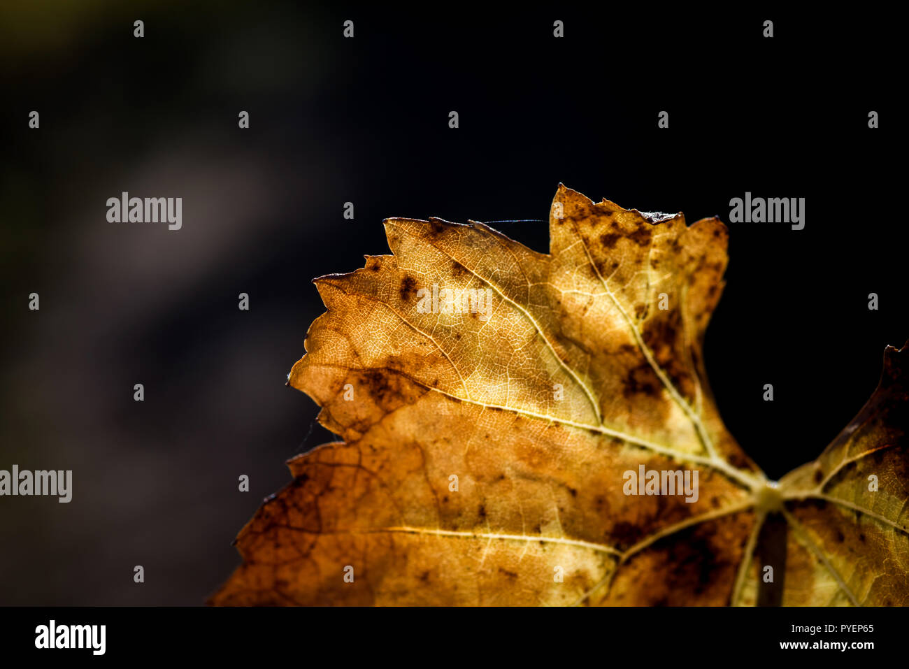 Feuilles de vigne à l'automne avant de tomber. Banque D'Images