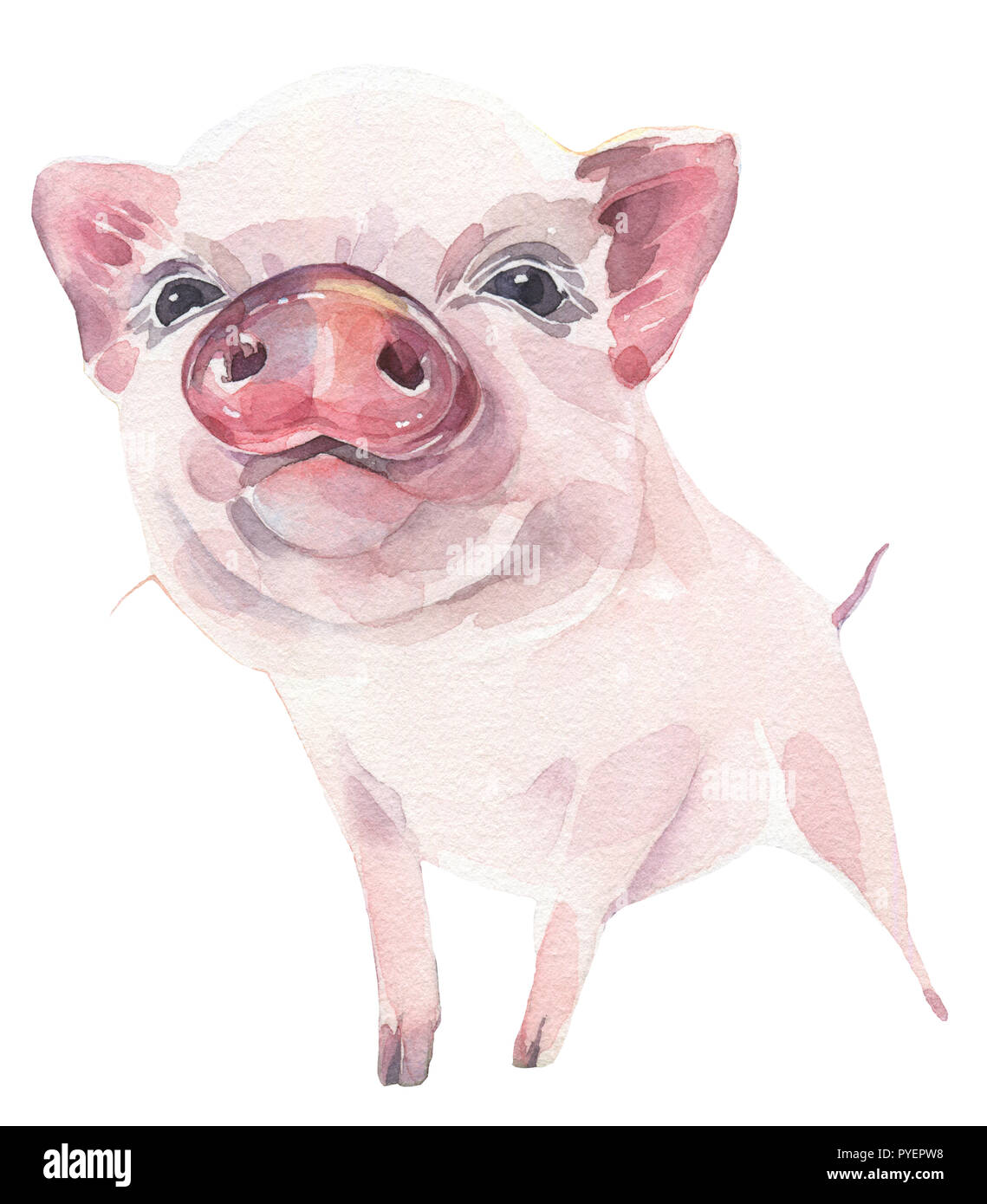 Cochon mignon peint main aquarelle illustration sur fond blanc. Symbole de la nouvelle année 2019. Banque D'Images