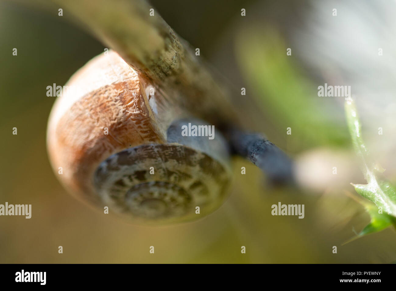 Escargo Shot Escargot en hibernation Banque de photographies et d’images à haute ...