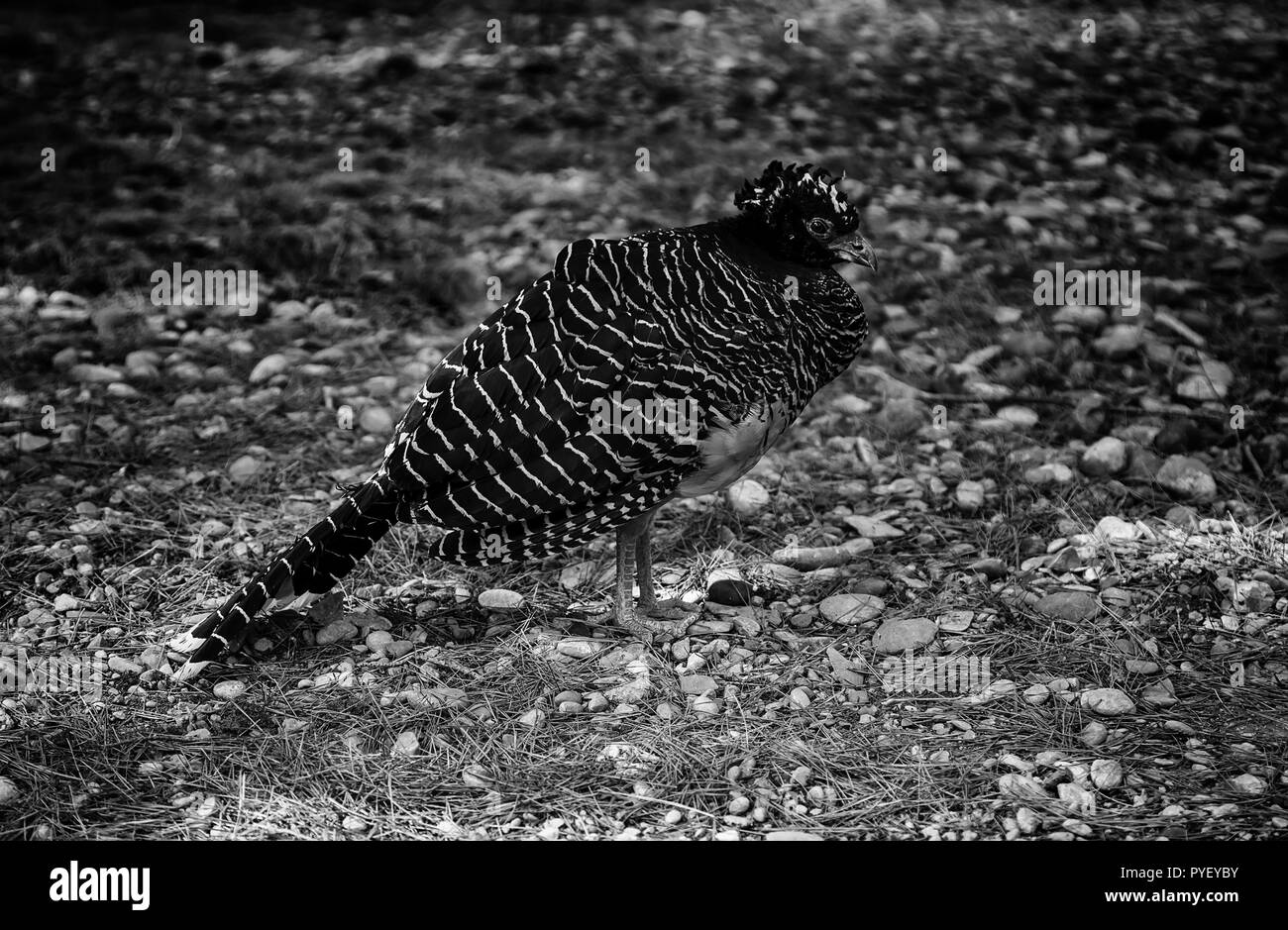 Oiseaux exotiques sauvages Partridge, détail Banque D'Images