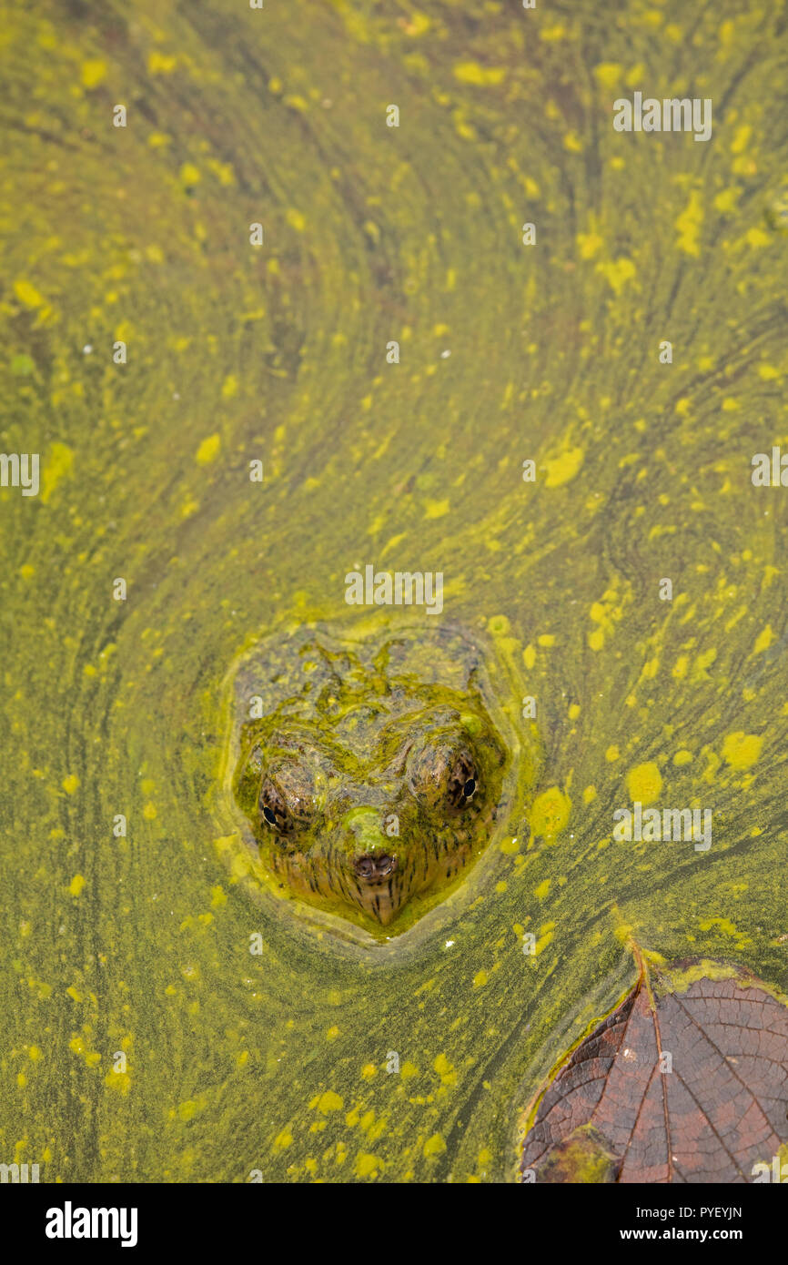 ,Tortue serpentine Chelydra serpentina, et de la prolifération des algues, les cyanobactéries, les algues bleu-vert, cyanobactérie produisant la microcystine-naegliana,Woronichinia,Md. Banque D'Images