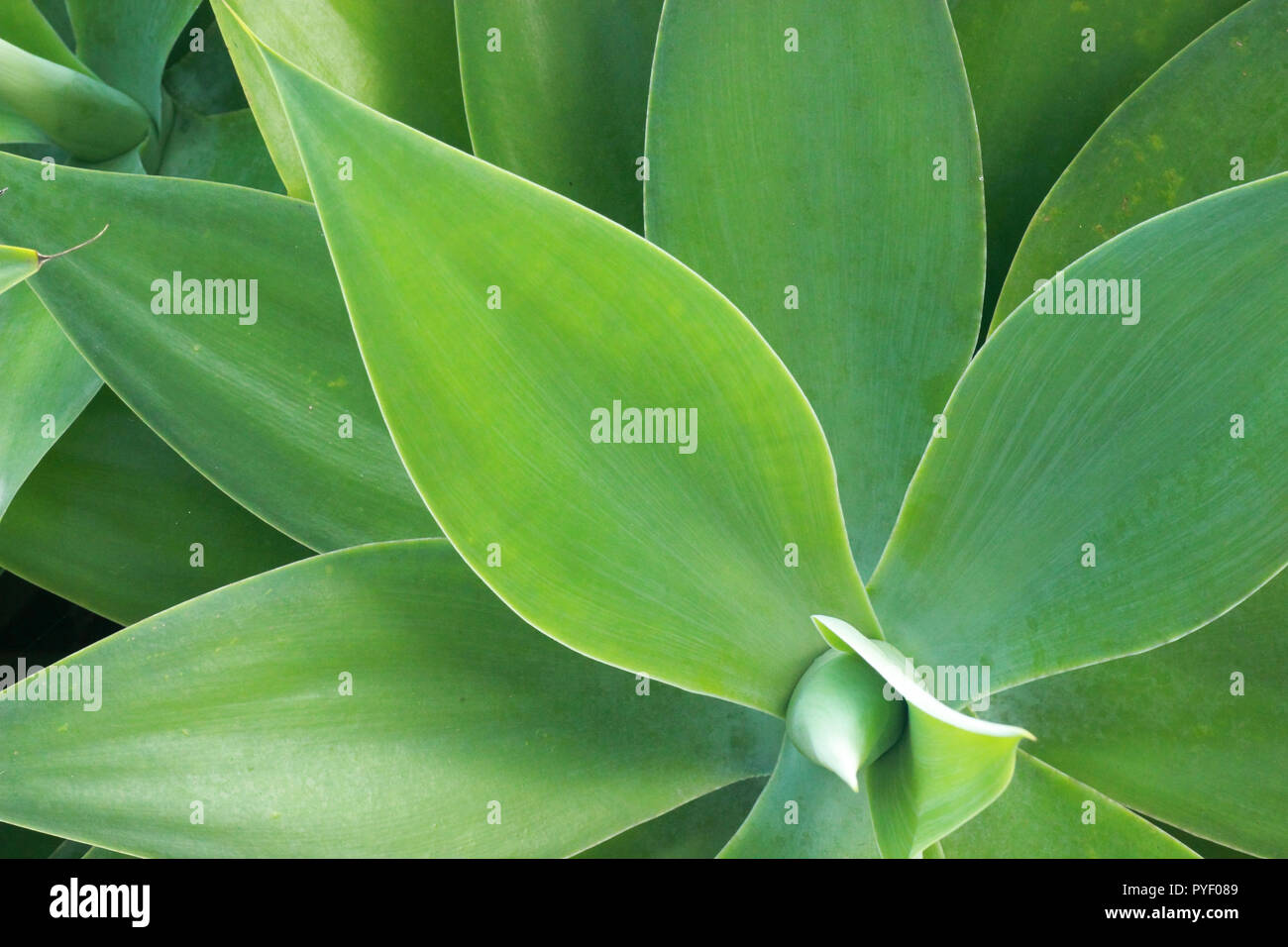 Atténuer l'Agave motif géométrie végétale close up Banque D'Images