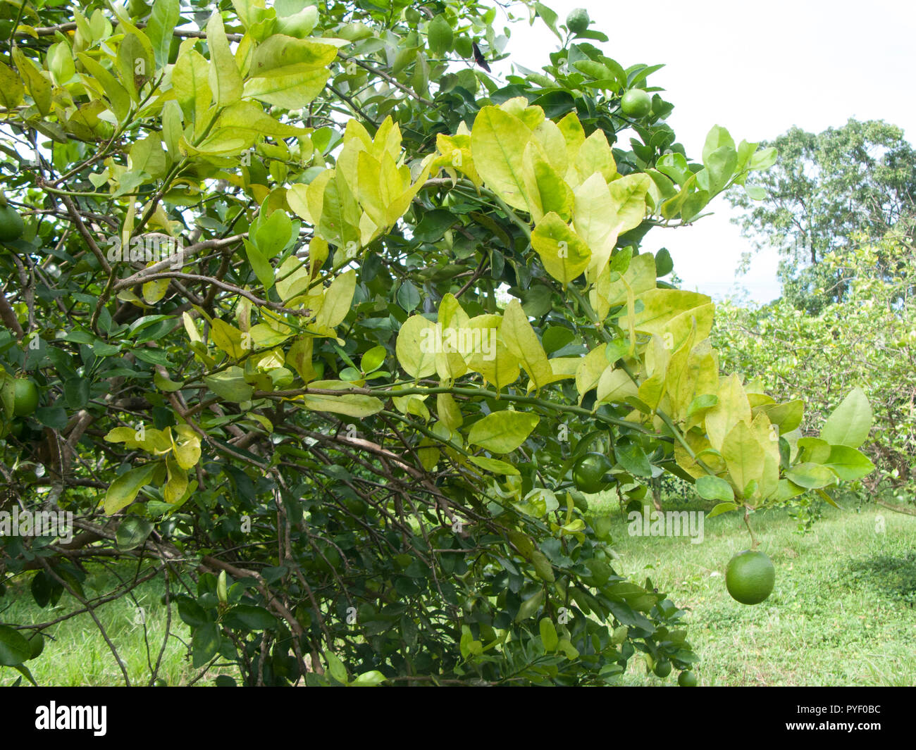 Verger d'agrumes orange fortement infectés par le huanglongbing dragon jaune Citrus greening peste maladie mortelle Banque D'Images