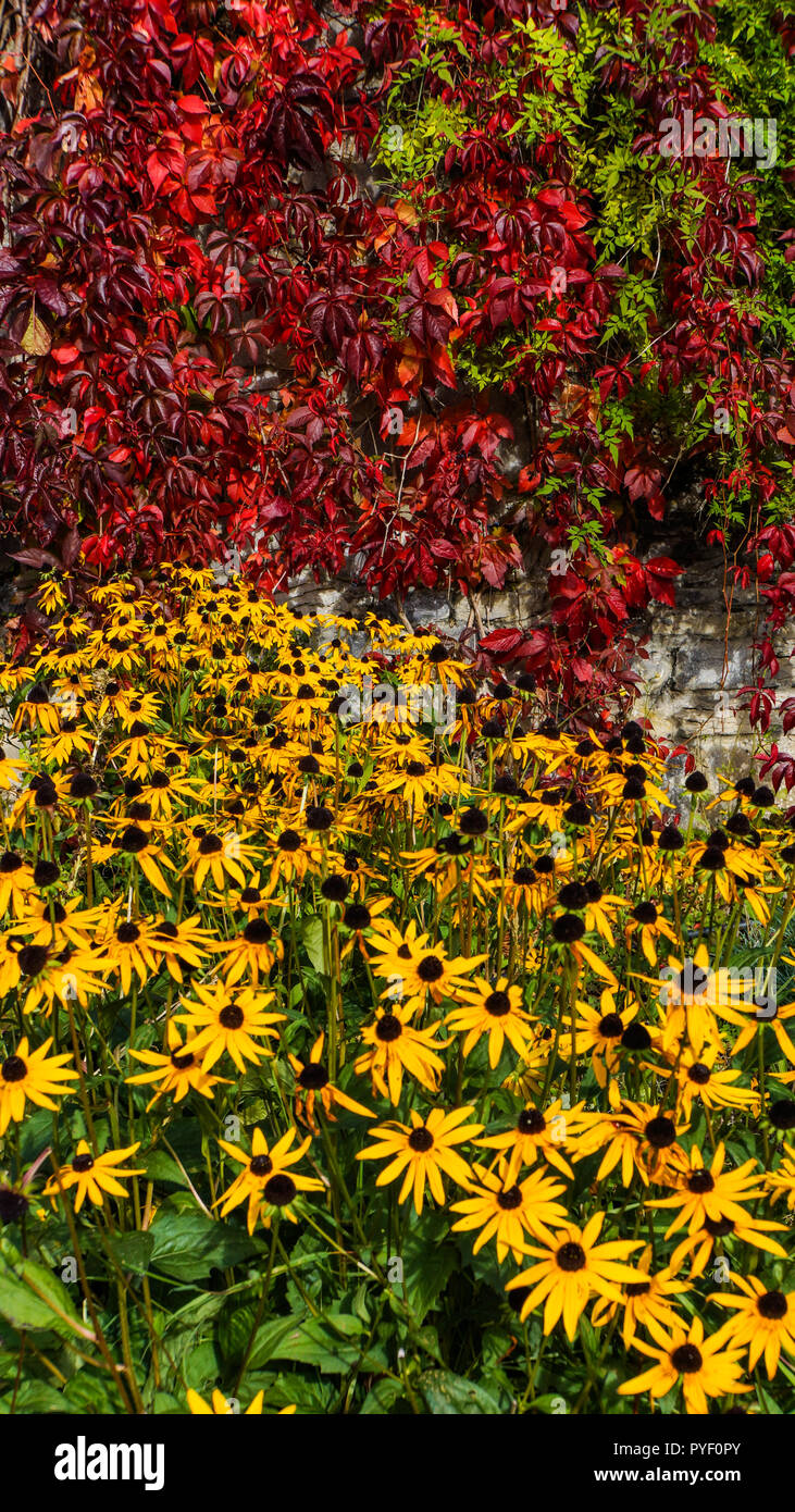 Couleurs jardin feuillage d'automne jaune vif avec black-eyed Susan fleurs et feuilles de vigne rouge 5 branches de lierre mur jardin semé en baisse Banque D'Images