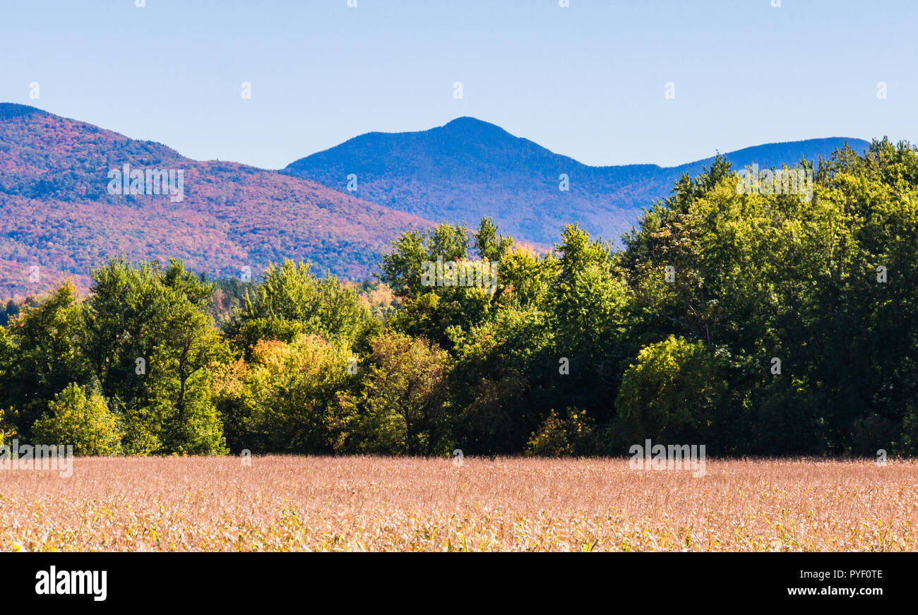 Champ de maïs avec des collines et montagnes habillés dans des couleurs d'automne de l'automne feuillage Banque D'Images