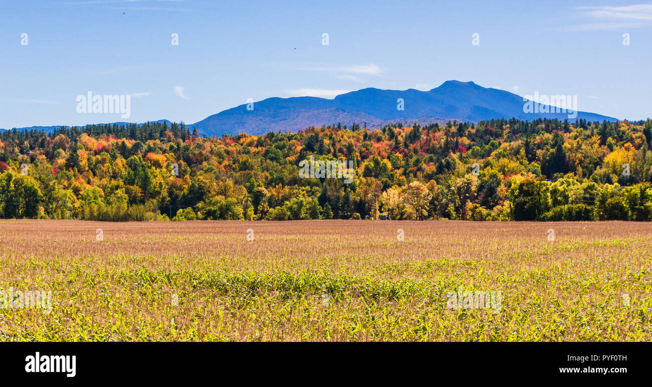 Champ de maïs avec des collines et montagnes habillés dans des couleurs d'automne de l'automne feuillage Banque D'Images