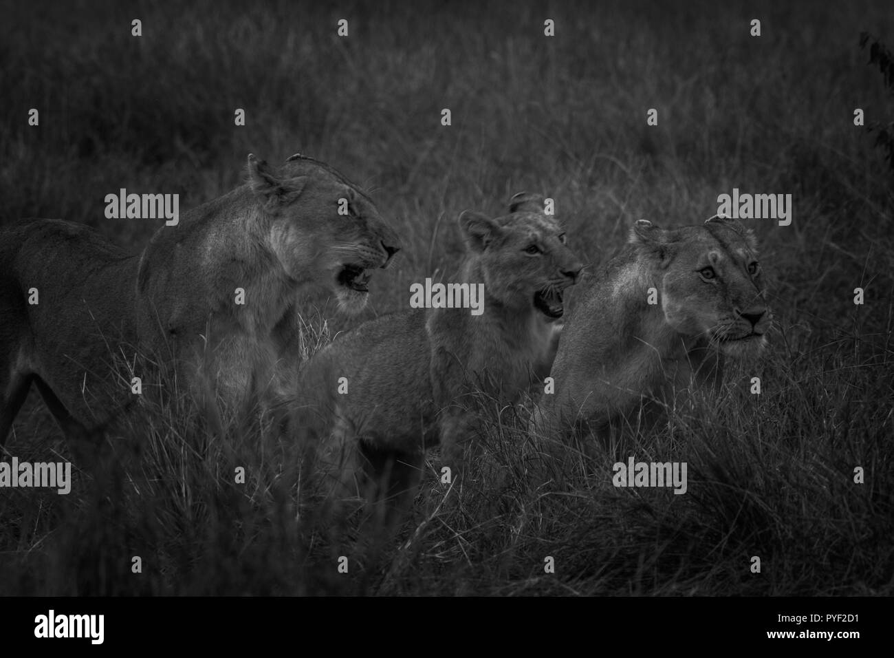 Cette image de la famille de Lion est prise à Masai Mara au Kenya. Banque D'Images