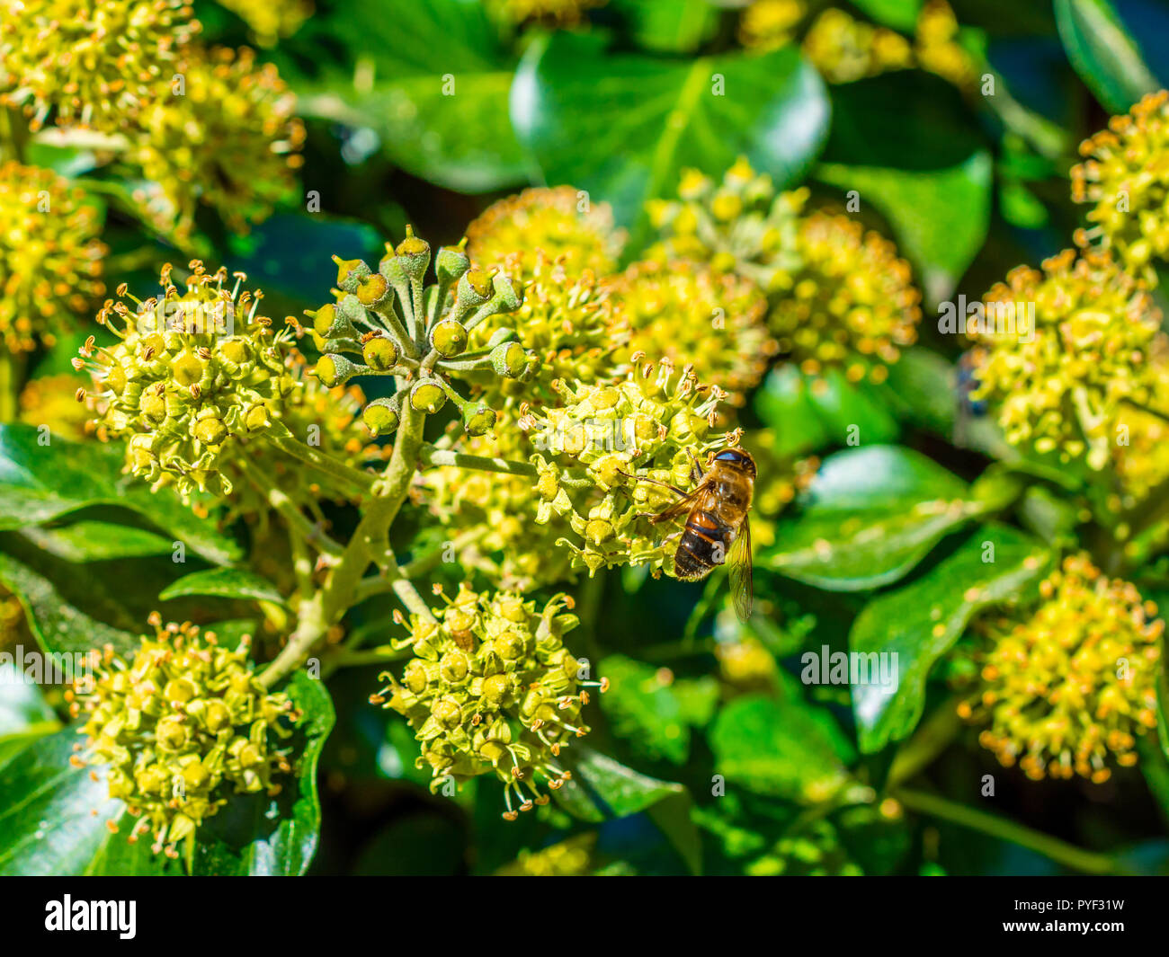 Un Drone Survole Un Jardin Pour Arroser Les Fleurs.