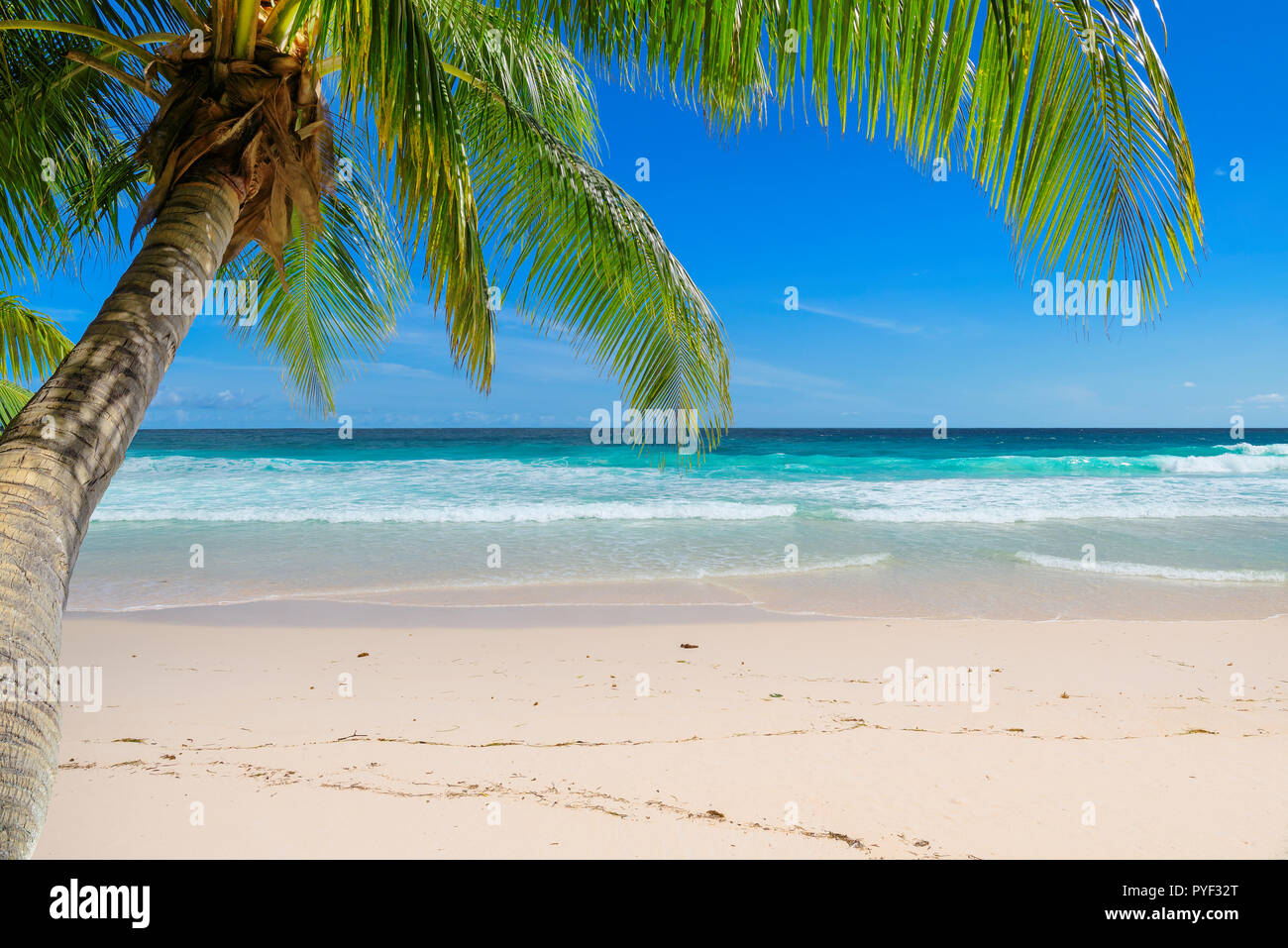 Plage de sable avec des palmiers et la mer turquoise. Banque D'Images