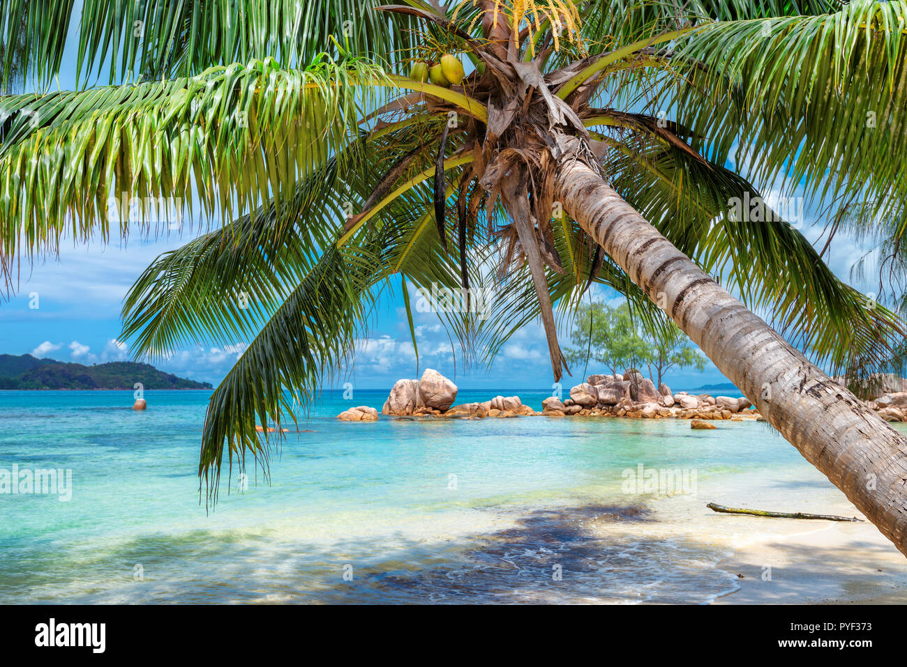 Palmier sur l'île tropicale et la mer turquoise. Banque D'Images