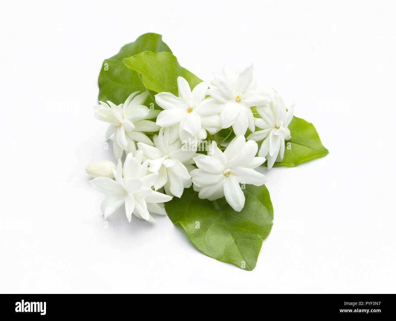 Fleurs de jasmin blanc naturel de fleurs fraîches. Banque D'Images