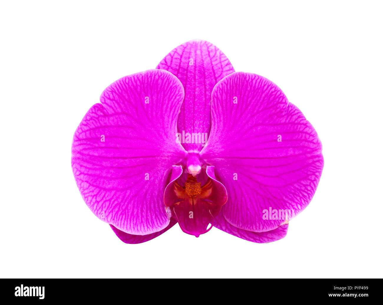 Orchidée fleur pourpre isolé sur fond blanc Banque D'Images