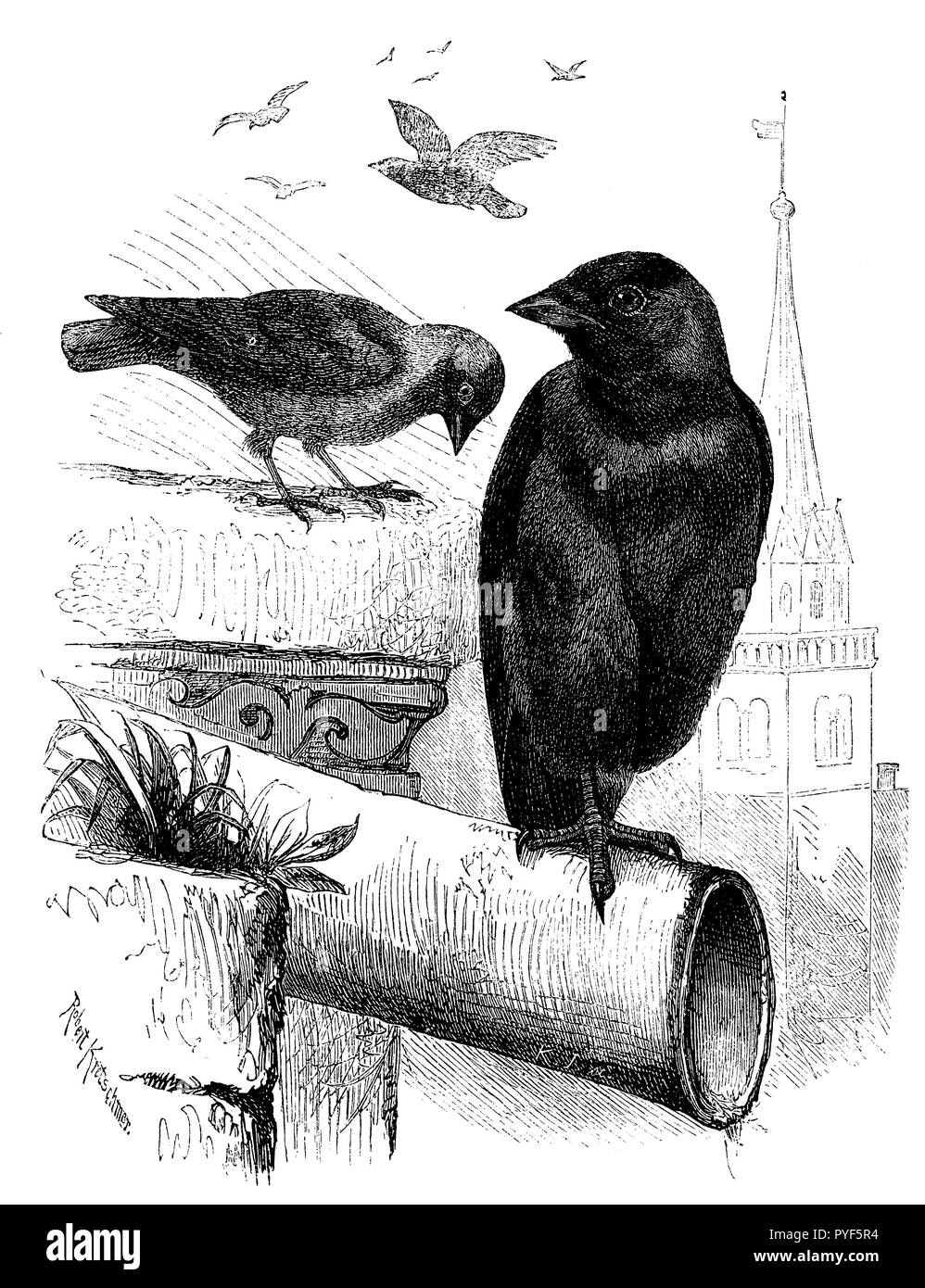 Choucas ou tour Crow, 1870 Banque D'Images