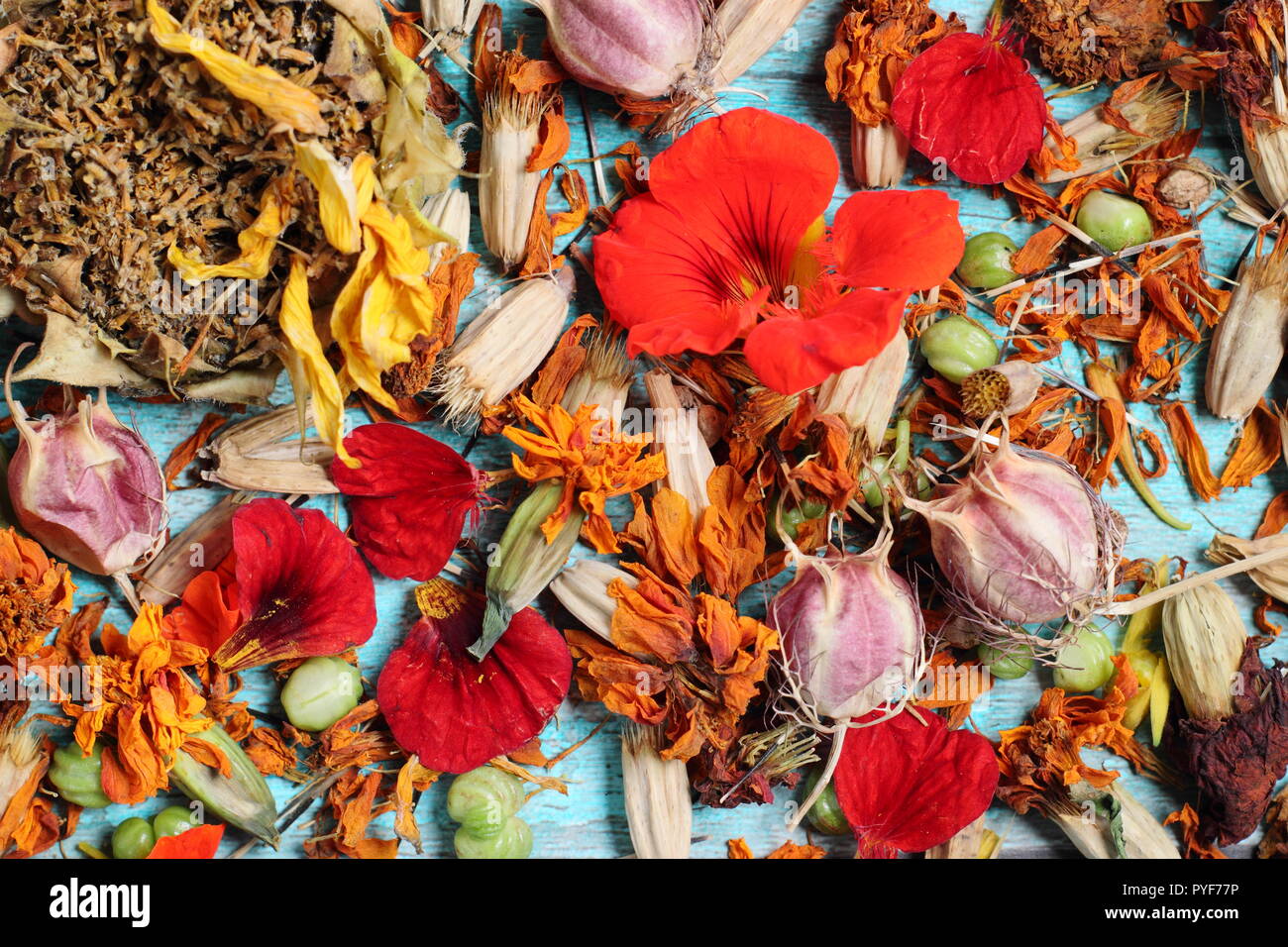 La collecte de semences de fleurs de jardin - tournesol (Helianthus annuus), capucine (Tropaeolum) marigold (Tagetes) l'amour dans un brouillard (Nigella) Banque D'Images