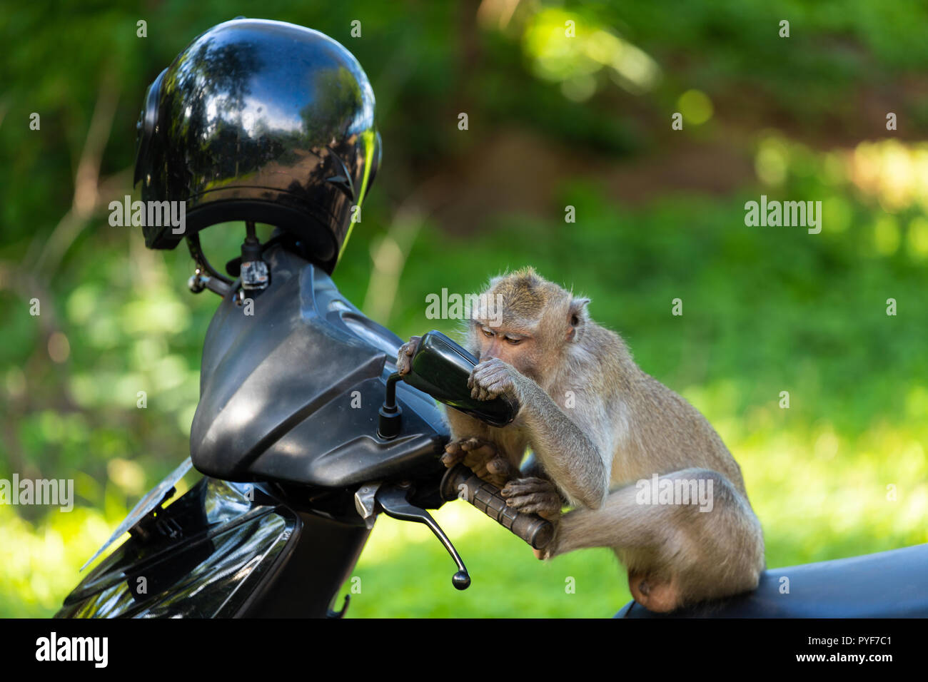 Singe macaque à moto Banque de photographies et d'images à haute résolution  - Alamy