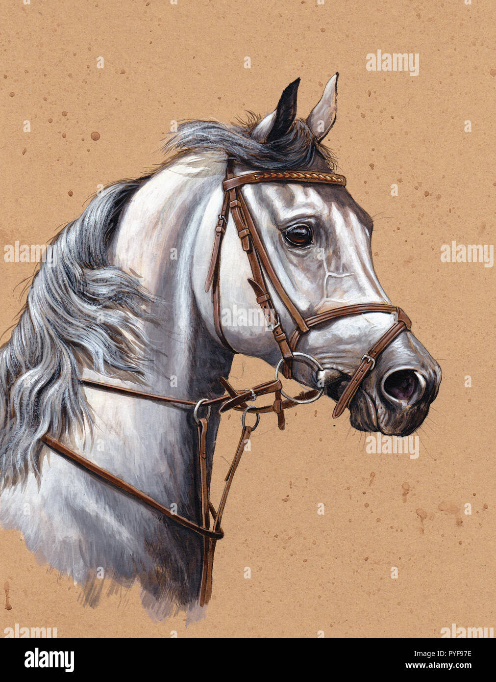 Illustration du cheval arabe. Portrait de cheval blanc. Banque D'Images