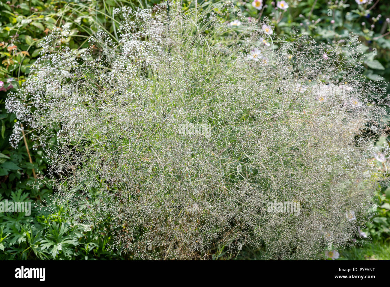 En plein air dans la nature de l'image couleur d'arbustes / gysophila baby' souffle sur fond vert naturel sur un un jour d'été ensoleillé Banque D'Images