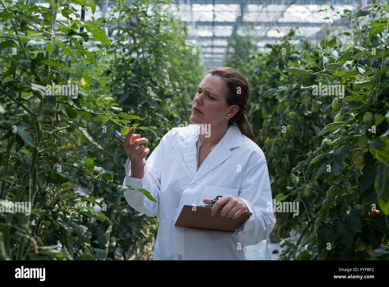 Scientist examining plants in greenhouse Banque D'Images