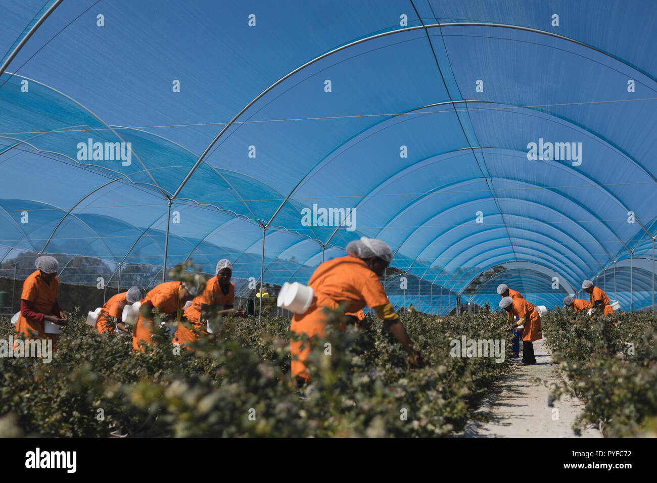 Les travailleurs qui travaillent dans la bleuetière Banque D'Images
