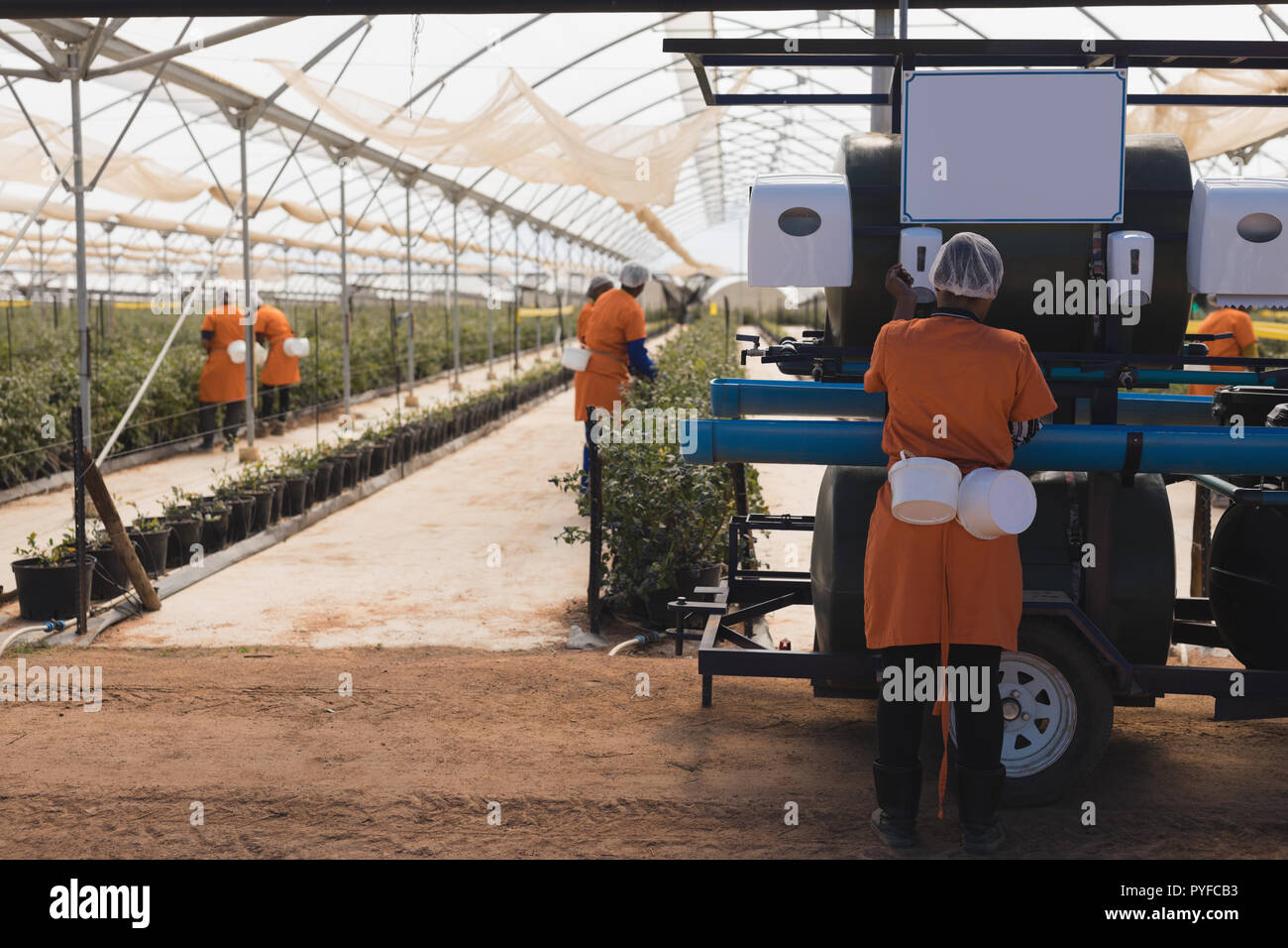 Les travailleurs qui travaillent dans la bleuetière Banque D'Images