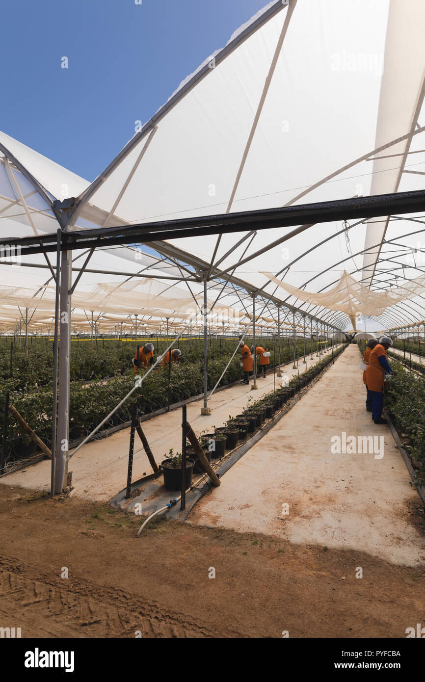 Les travailleurs qui travaillent dans la bleuetière Banque D'Images