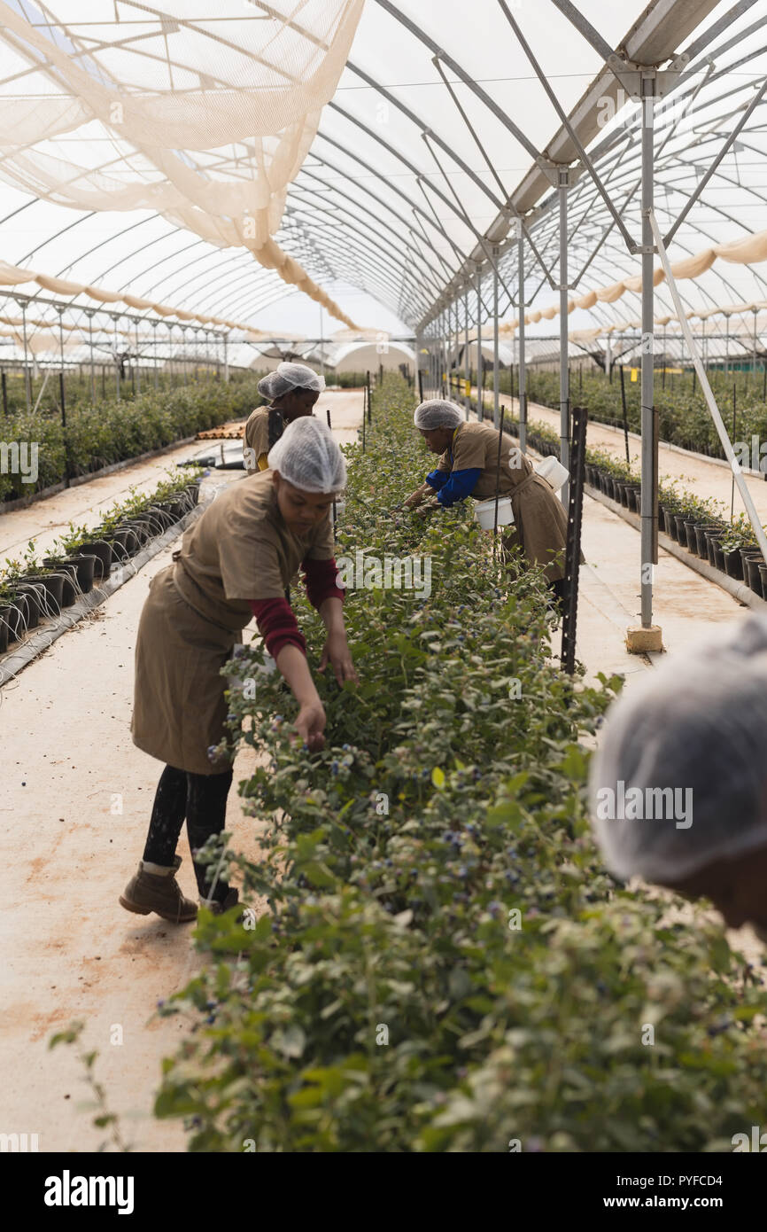 Les travailleurs qui travaillent dans la bleuetière Banque D'Images