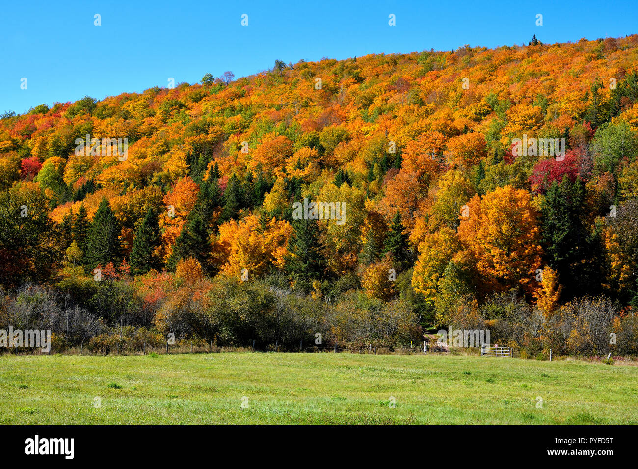 L'automne les feuilles colorées de la forêt de feuillus brillent sur le rural hillside près de Sussex au Nouveau-Brunswick, Canada. Banque D'Images