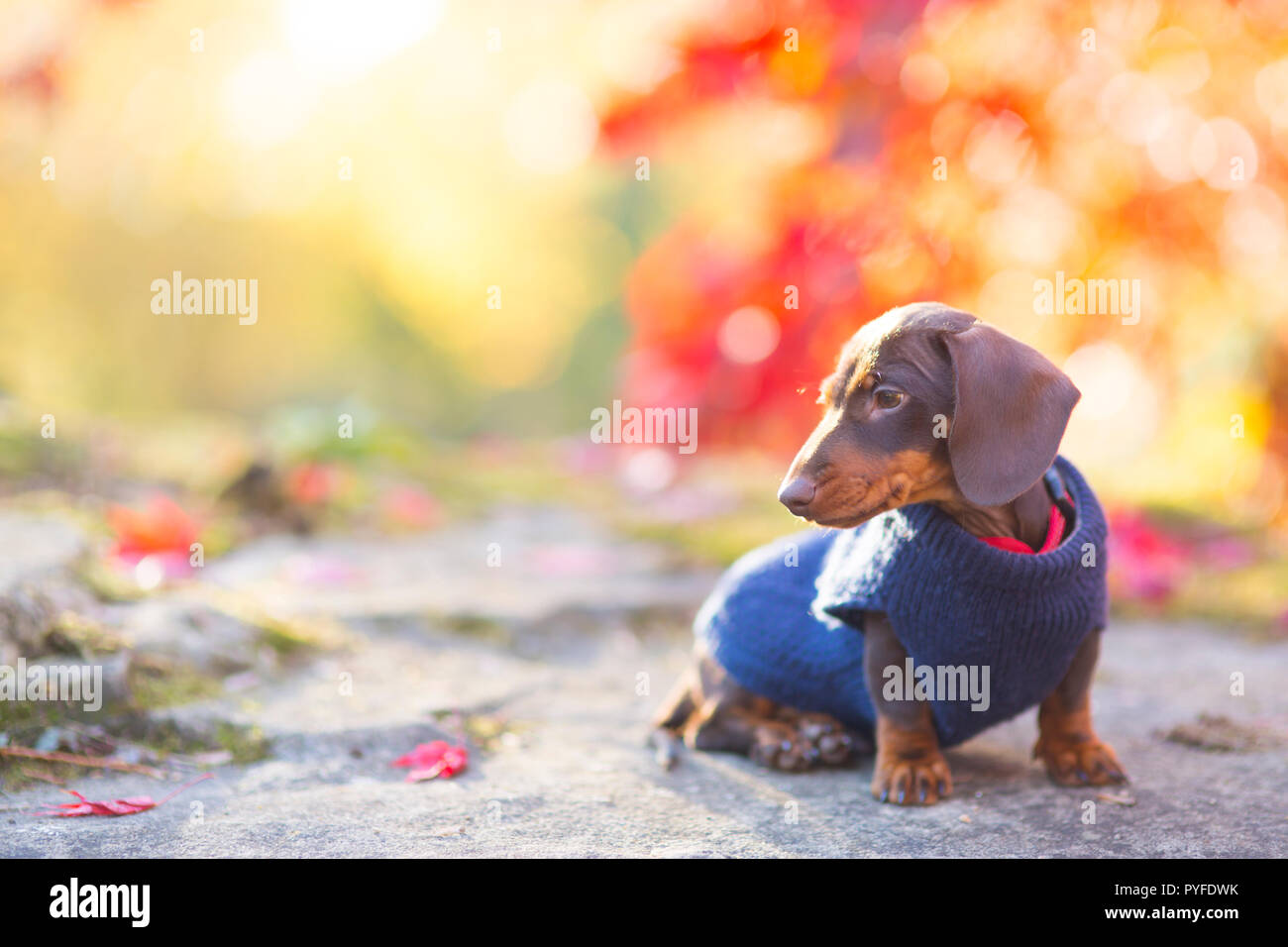 Chiot Teckel miniature bénéficiant d'une promenade d'automne Banque D'Images