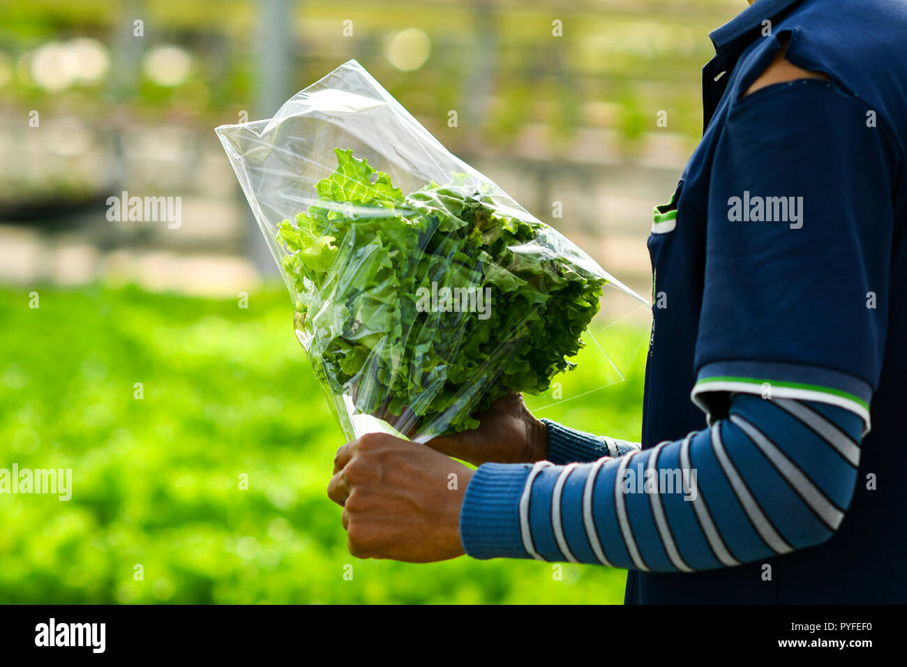 La récolte de la laitue hydroponique Banque D'Images