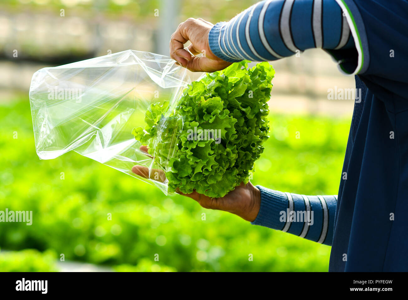 La récolte de la laitue hydroponique Banque D'Images