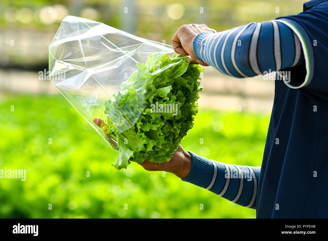 La récolte de la laitue hydroponique Banque D'Images