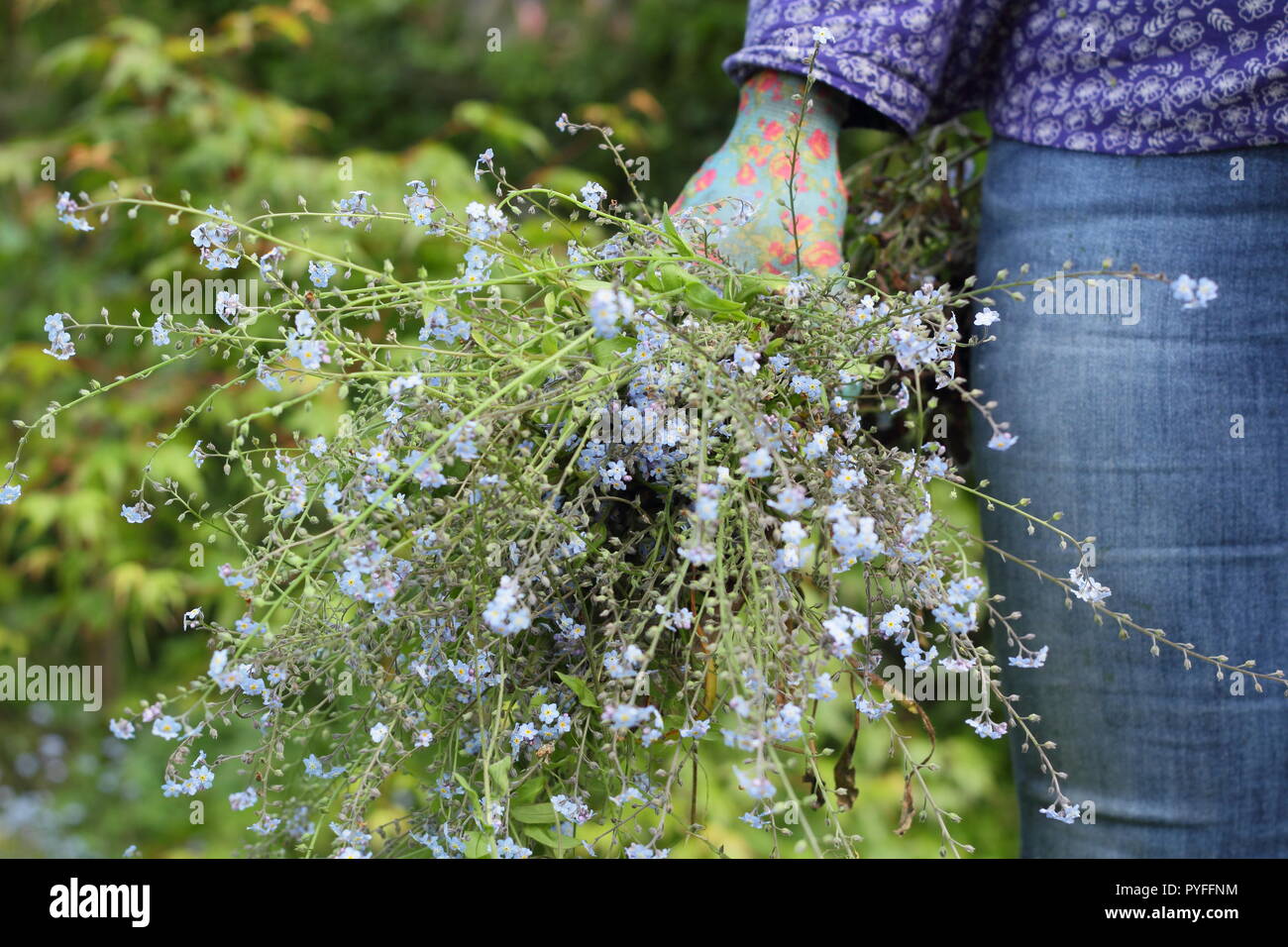 Myosotis. Passé forget-me-not les plantes sont dilués par un jardinier femelle pour éviter d'auto-ensemencement prolifique, England, UK Banque D'Images