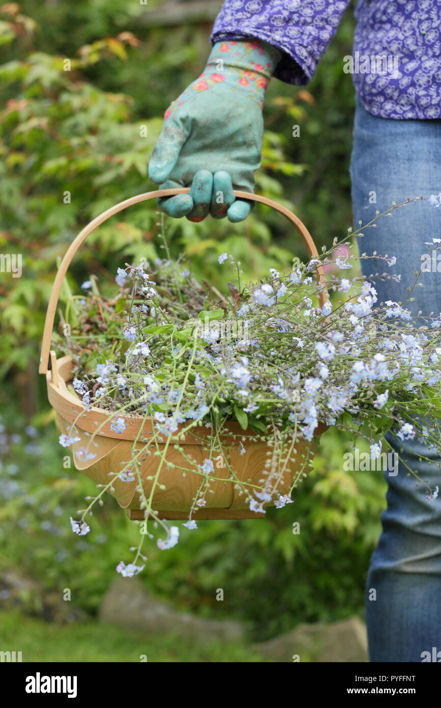 Myosotis. Passé forget-me-not les plantes sont dilués par un jardinier femelle pour éviter d'auto-ensemencement prolifique, England, UK Banque D'Images