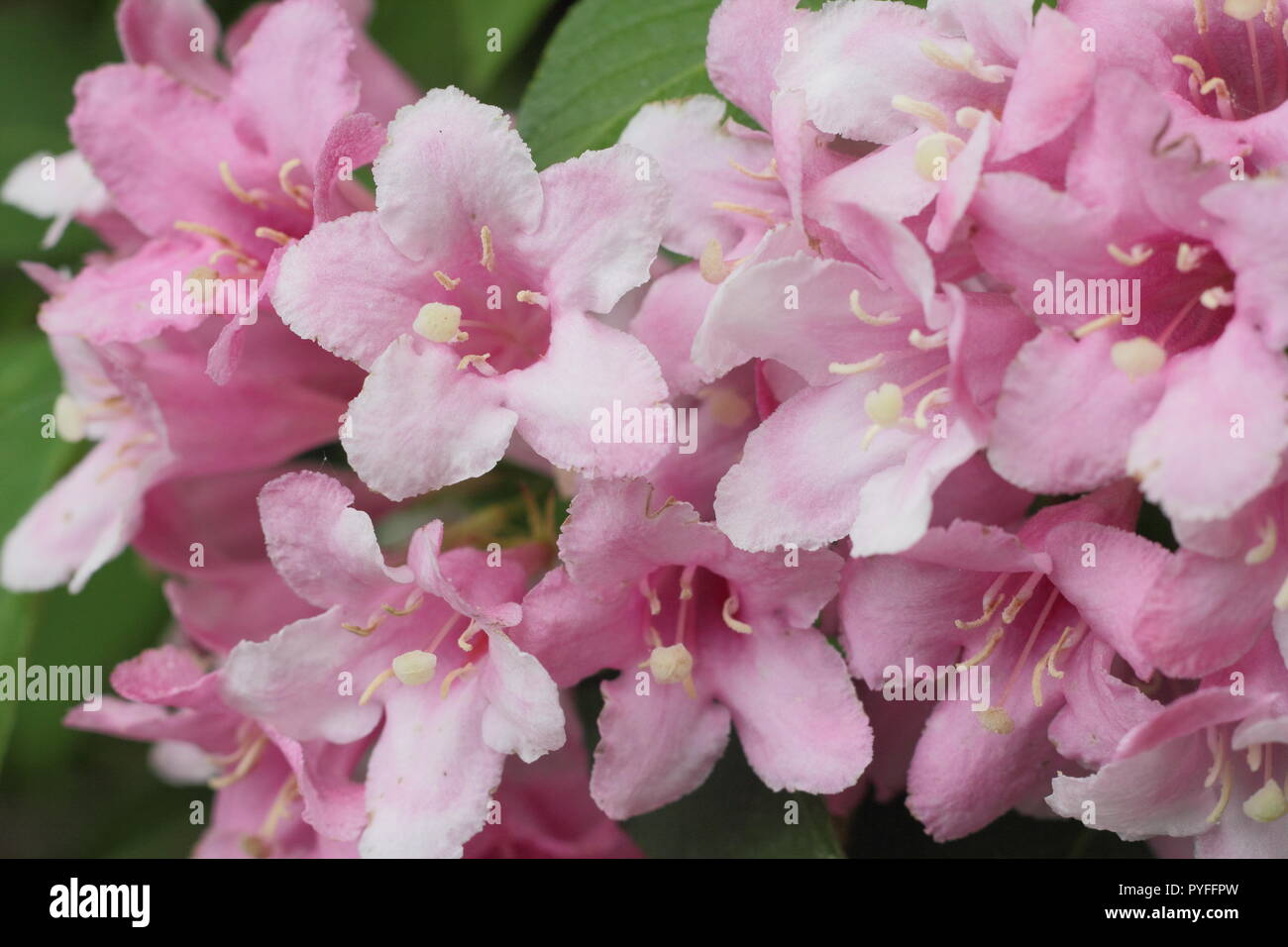 Fleurs de WEIGELA FLORIDA 'PINK PRINCESS'' arbuste à feuilles caduques dans le jardin au printemps, à la frontière de l'Angleterre, Royaume-Uni Banque D'Images