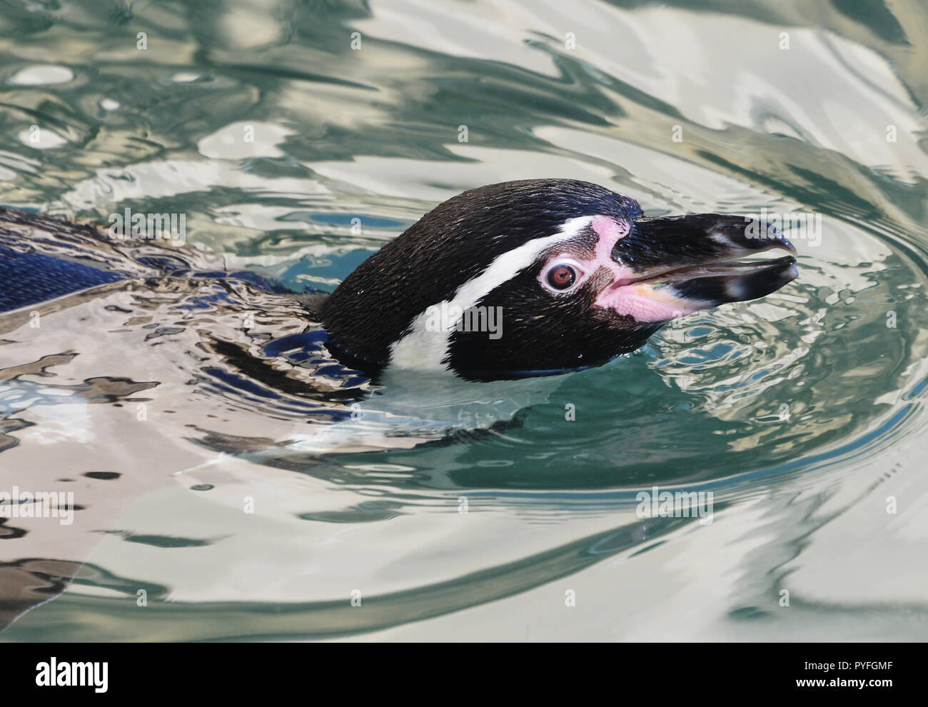 Manchot de Humboldt Natation Banque D'Images