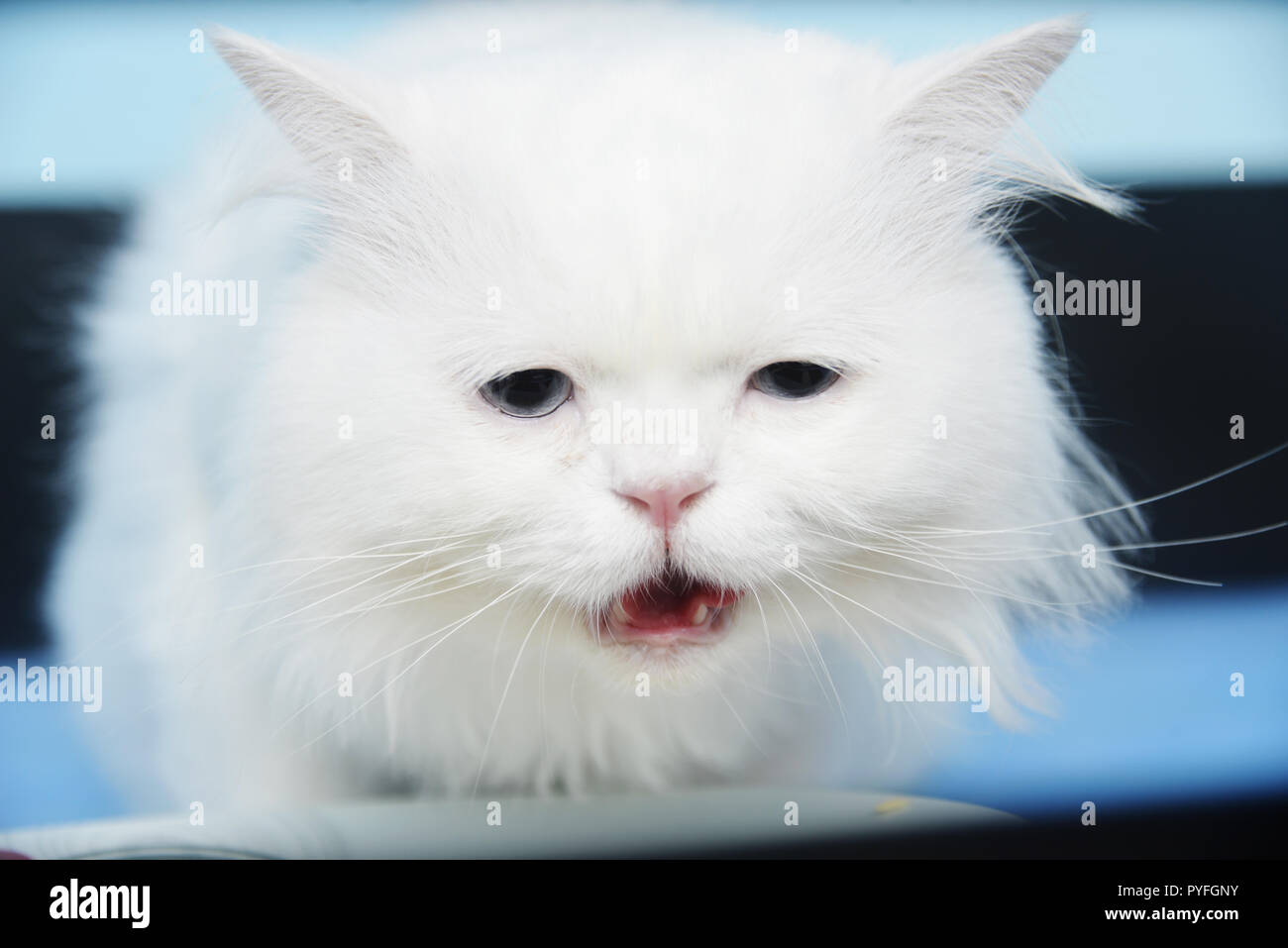 Chat Blanc Avec L Expression Du Visage Drole Photo Stock Alamy