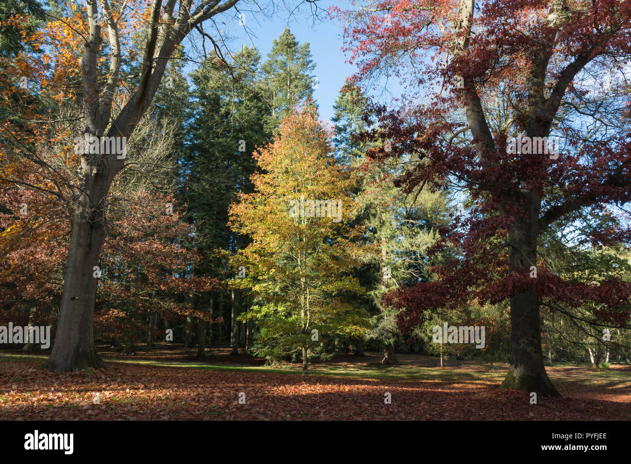 Couleurs d'automne et le paysage à Virginia Water Lake, partie de Windsor Great Park (Parc Royal, Crown Estate) à Surrey, UK Banque D'Images