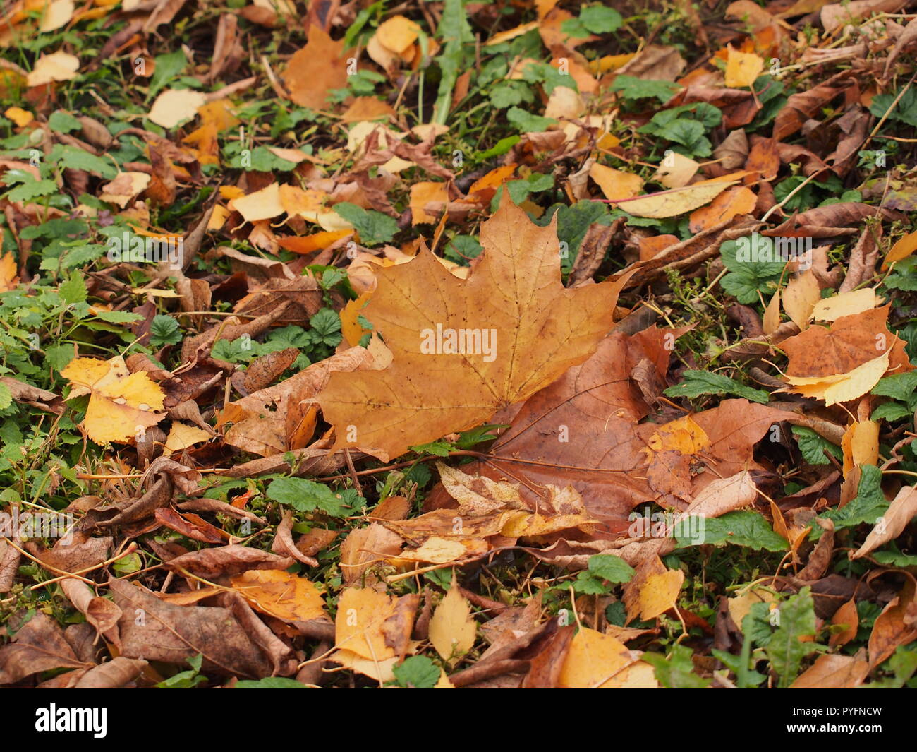L'automne jaune feuille d'érable se trouve sur le terrain. L'automne la chute des feuilles. Banque D'Images
