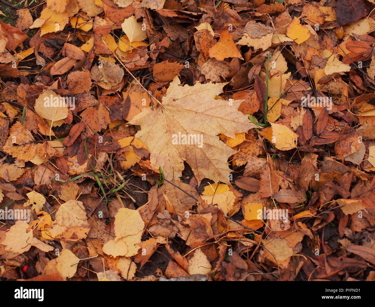 L'automne jaune feuille d'érable se trouve sur le terrain. L'automne la chute des feuilles. Banque D'Images