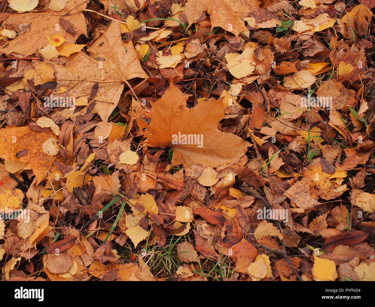 L'automne jaune feuille d'érable se trouve sur le terrain. L'automne la chute des feuilles. Banque D'Images