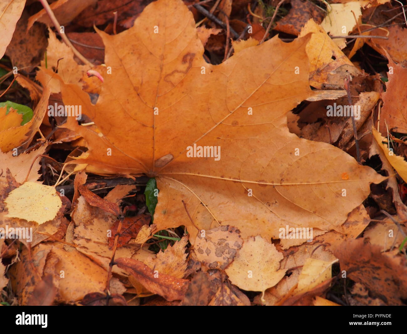 L'automne jaune feuille d'érable se trouve sur le terrain. L'automne la chute des feuilles. Banque D'Images