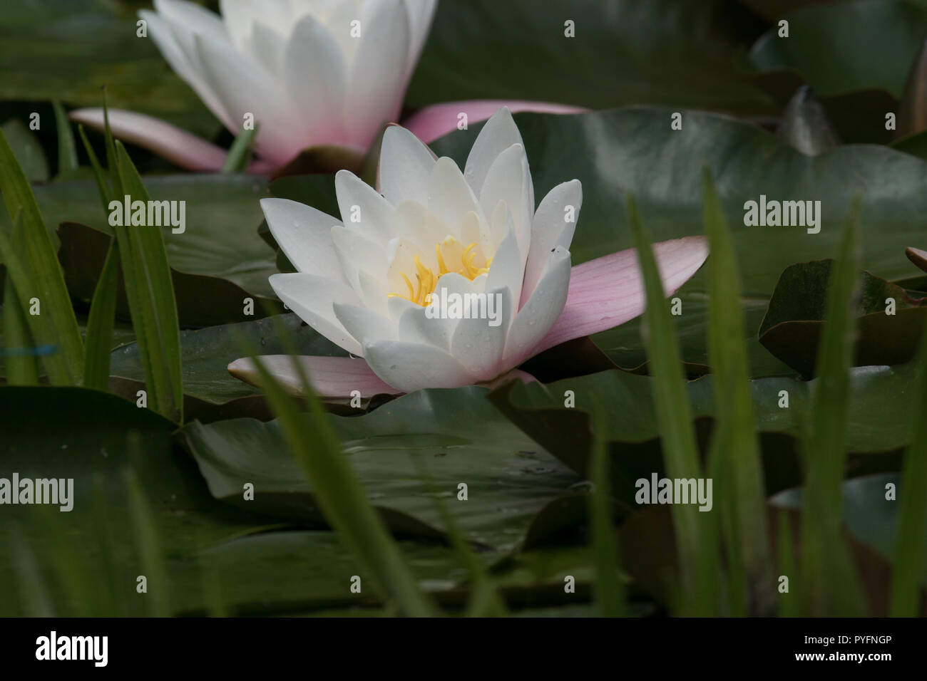 European White Water-lily, Nymphaea alba Banque D'Images