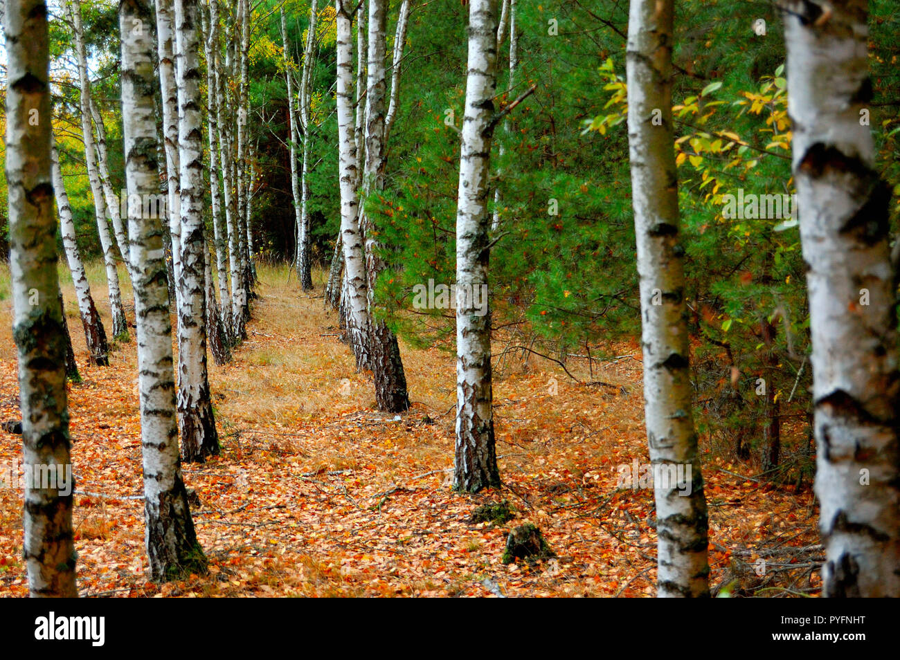 Un chemin de terre dans la forêt plantée d'une rangée de bouleaux et de chênes. Ci-dessous sont de beaux grands brins d'herbe. La beauté de la branches de bouleaux blancs Banque D'Images