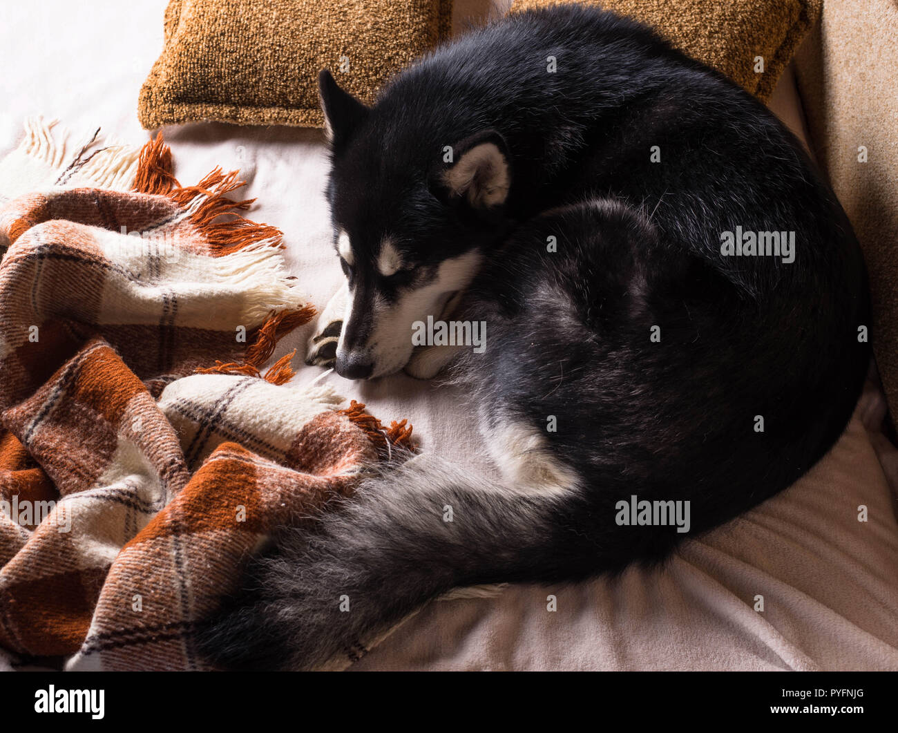 Mignon chien dormir sur un lit sous un plaid. Accueil concept confortable Banque D'Images