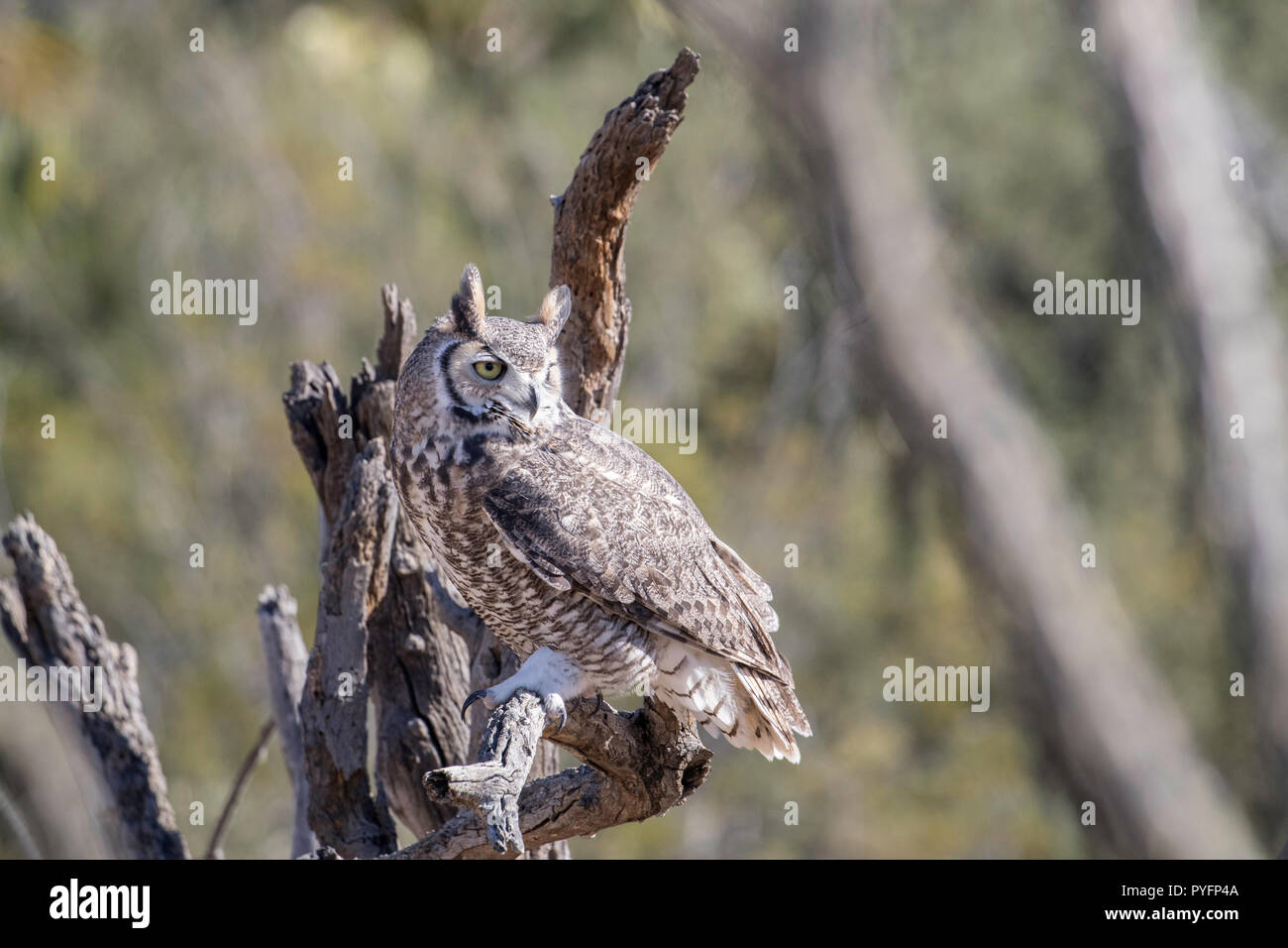 En captivité formés grand-duc d'Amérique, Bubo virginianus, Arizona Sonora Desert Museum, Tucson, Arizona, USA Banque D'Images