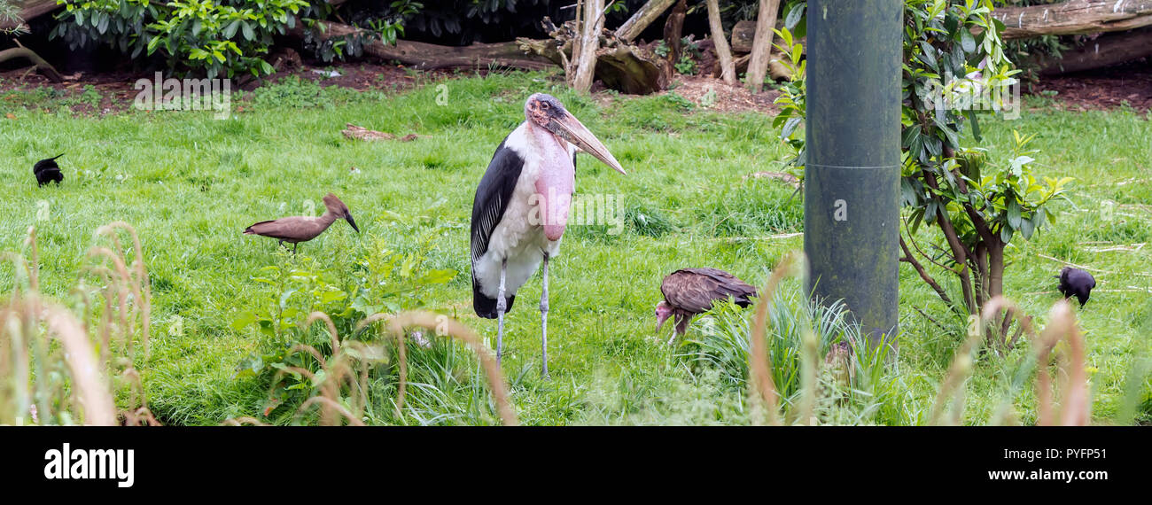 Marabou stork (crumenifer Flamant rose (Phoenicopterus ruber) Comité permanent sur le vert chez les petits oiseaux. Banque D'Images