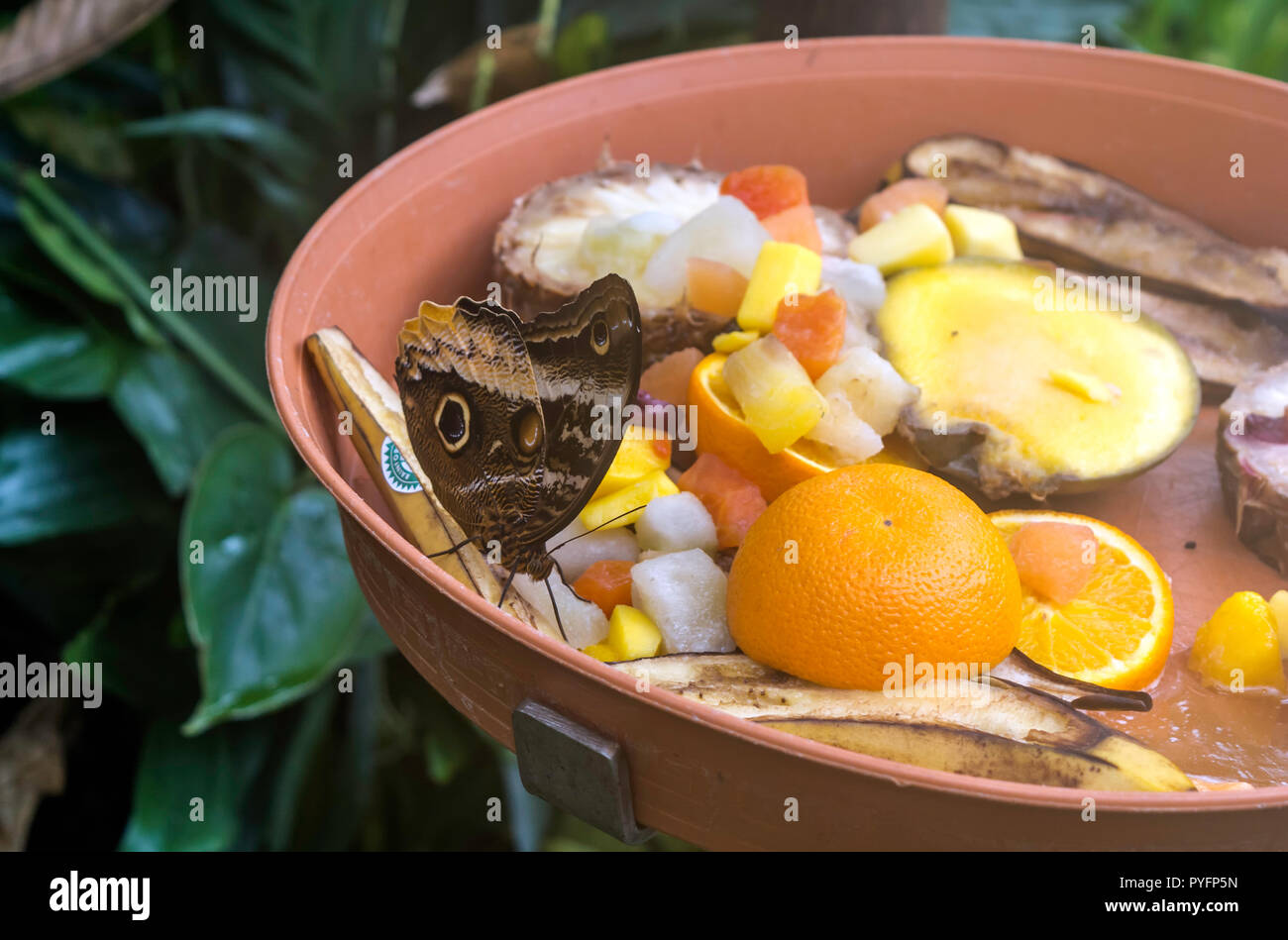 Caligo atreus, le géant jaune tranchant owl, manger des fruits, vue ventrale. Owl papillons, le genre Caligo (obscurité), sont connus pour leur énorme du piétin-verse Banque D'Images